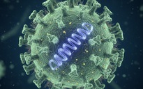 Virus Nipah - Mối nguy và cách phòng tránh